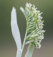 Sclerochloa dura