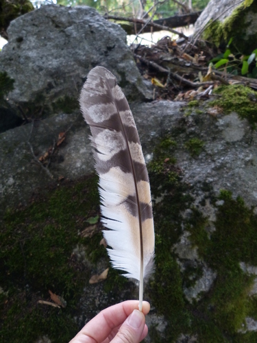 Plume de Hibou moyen-duc