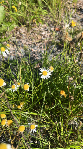 scentless mayweed