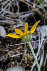 Eriophyllum lanatum achilleoides