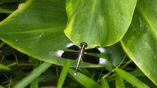 Pied Paddy Skimmer