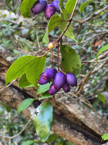 Syzygium oleosum observed 2026-08-27