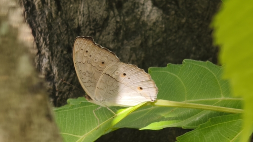 Grey Pansy