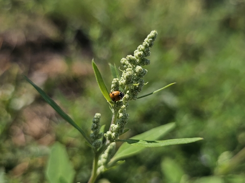 Variegated Lady Beetle