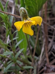 Viola purpurea