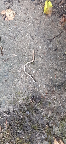 Eastern Slowworm