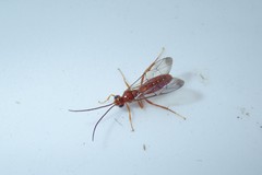 Tryphoninae