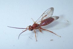 Tryphoninae
