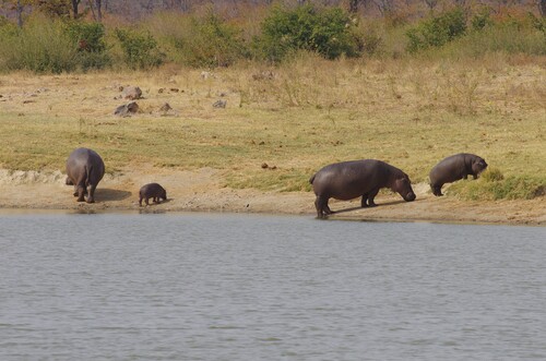Common Hippopotamus