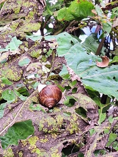 Roman Snail