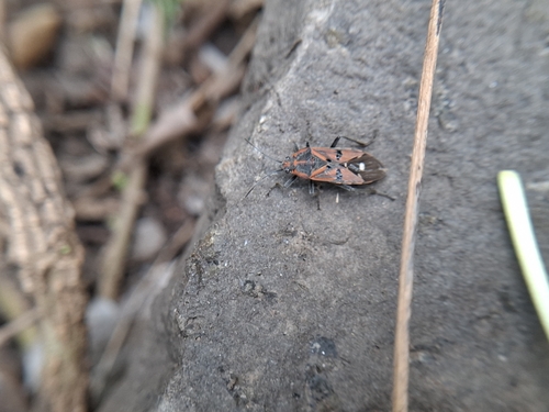Indian Milkweed Bug