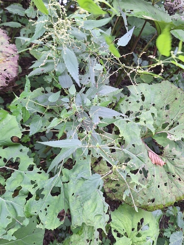 great stinging nettle