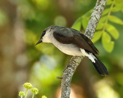 Eopsaltria pulverulenta