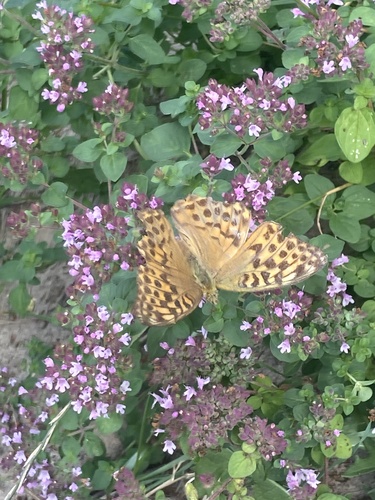 Silver-washed Fritillary