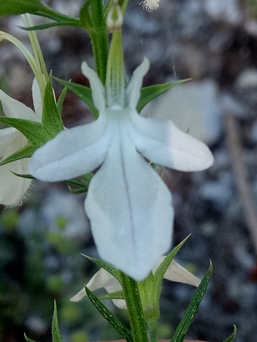 Teucrium pseudochamaepitys image