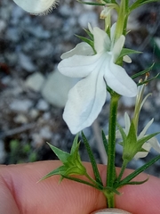 Teucrium pseudochamaepitys image