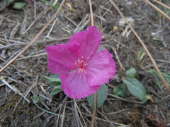 Oenothera deserticola