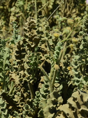 Cristaria glaucophylla