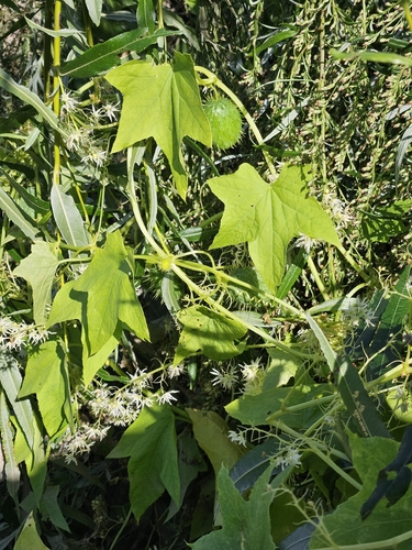 prickly cucumber