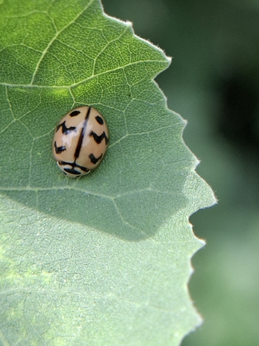 Six-spotted Zigzag Ladybird