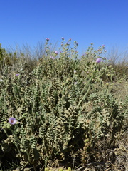 Cristaria glaucophylla