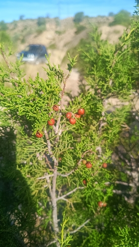 Phoenicean juniper