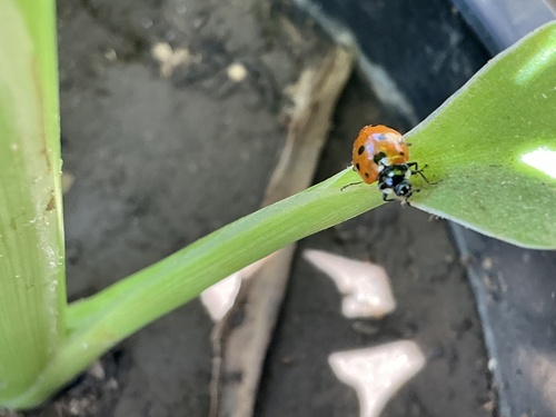 Coccinella undecimpunctata aegyptiaca