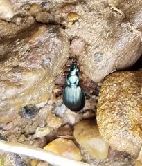 Agonum extensicolle