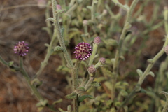 Pterocaulon sphacelatum, photograph (c) Greg Tasney, some rights reserved (CC BY-SA)