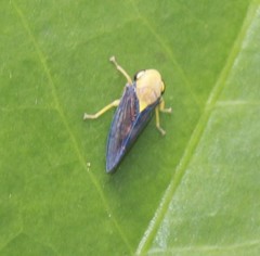 Tartessini