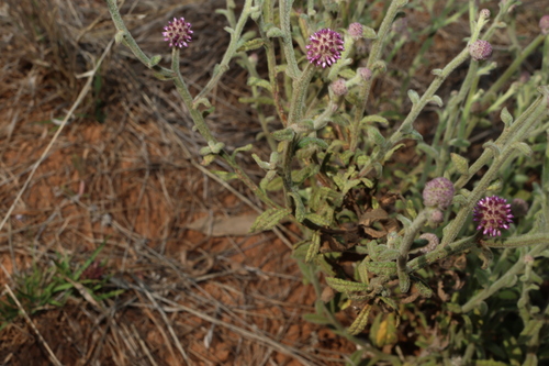 Pterocaulon sphacelatum, photograph 3