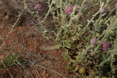Pterocaulon sphacelatum, photograph (c) Greg Tasney, some rights reserved (CC BY-SA)