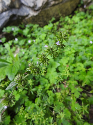 Clinopodium umbrosum observed 2026-08-25