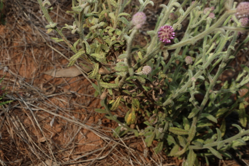 Pterocaulon sphacelatum, photograph 4