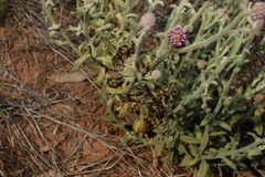 Pterocaulon sphacelatum, photograph (c) Greg Tasney, some rights reserved (CC BY-SA)