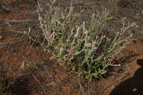 Pterocaulon sphacelatum, photograph 2