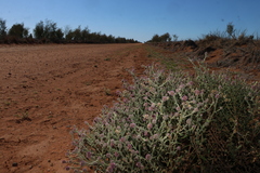 Pterocaulon sphacelatum