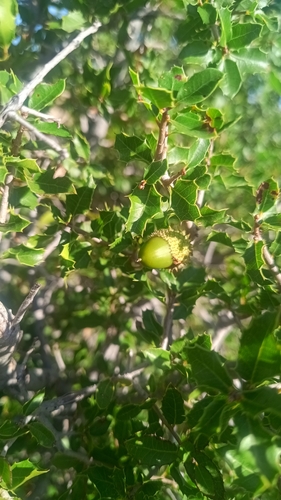 Kermes oak