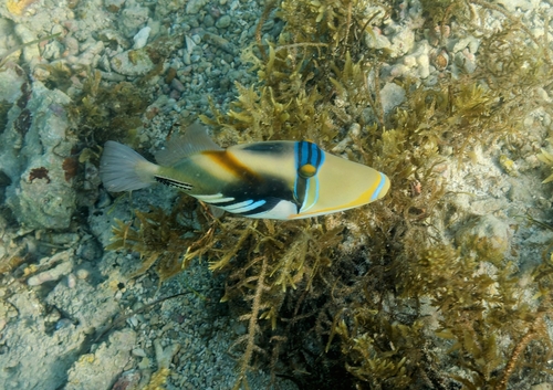 Lagoon Triggerfish
