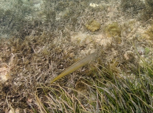 Cigar Wrasse
