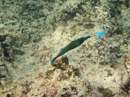 Bird Wrasse