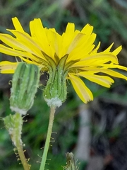 Sonchus arvensis image