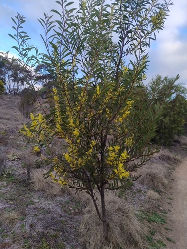 Acacia rubida, 2026-08-27