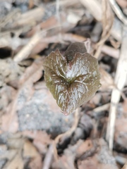 Parasenecio kamtschaticus