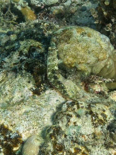 Jewelled Blenny