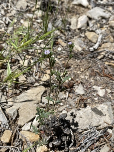 Limestone phacelia (Phacelia affinis)