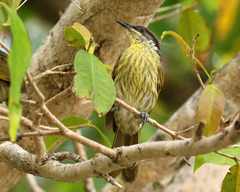 Gavicalis versicolor