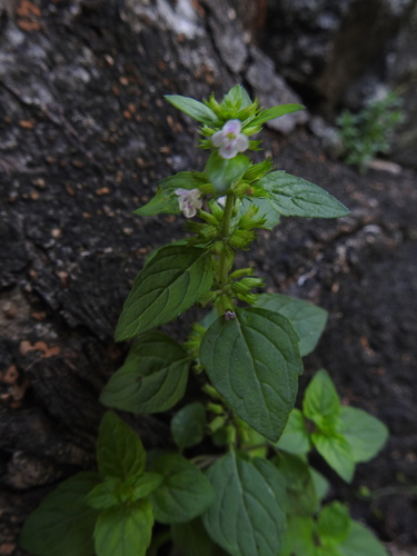 Clinopodium umbrosum observed 2026-08-25