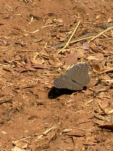 Guineafowl Butterfly