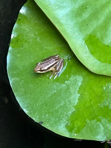 Green Paddy Frog